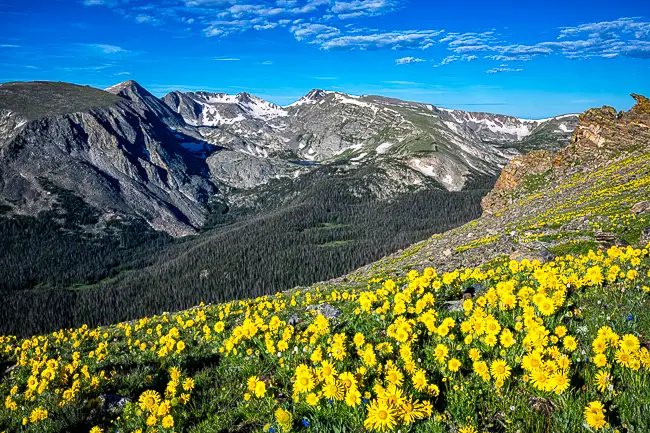 Rock Cut Alpine Sunflowers on Trail Ridge Road on a Rocky Mountain National Park Photo Tour
